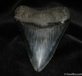 Awesome / Inch Megalodon Tooth - Serrated #63-1